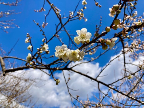 白加賀/青梅　自然栽培　農薬不使用、化学・動物性肥料不使用　☆Ｌサイズ以上３キロ