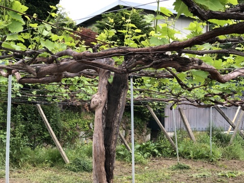 🥂白ワイン《至高の深み》少数限定　山梨県勝沼産　自家栽培樹齢60年古樹甲州白ワイン　アヤマセラシオンペリキューレトロワジョー　お酒