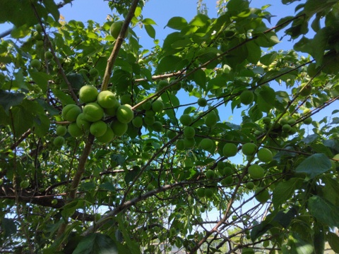 クール発送❣️函館近郊産青梅6キロサイズM以上混合 訳あり】北海道産青梅 2kg サイズ混合：北海道産の品種