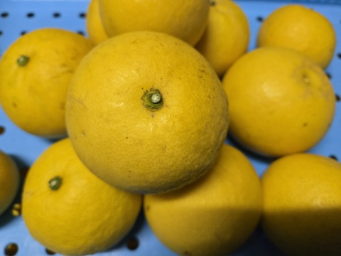 ★訳あり　80サイズ　3.5キロ～　完全自然栽培品　コンボ商品　晩白柚（ザボン） 2玉　文旦 15玉