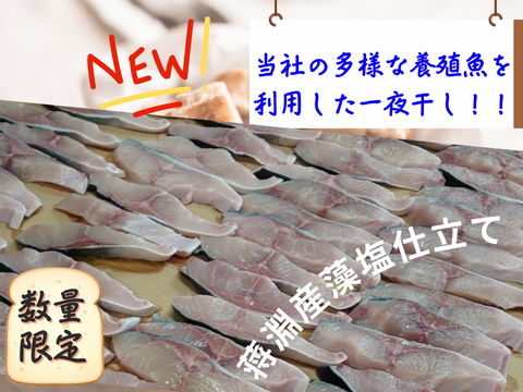 【旨味詰まった冷凍商品】規格外養殖ブリヒラの一夜干し！10切れ/箱