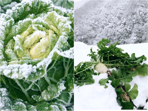 【雪中野菜セット】あまい、雪中白菜・雪中大根。