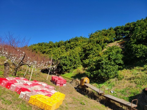 【特別栽培】和歌山県産　八朔(5kg)【3Lサイズ】