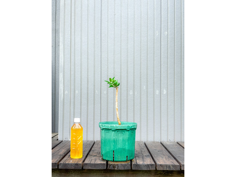 オリーブ 鉢植え モライオロ｜育てやすい シンボルツリー・盆栽にも最適　30