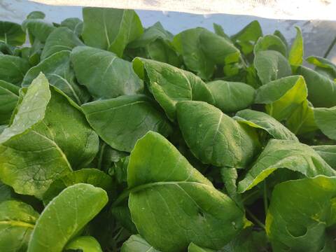 ✨【福袋】レアベジ・カボチャ含むお野菜セット（農薬・化成肥料不使用）おまけ付✨