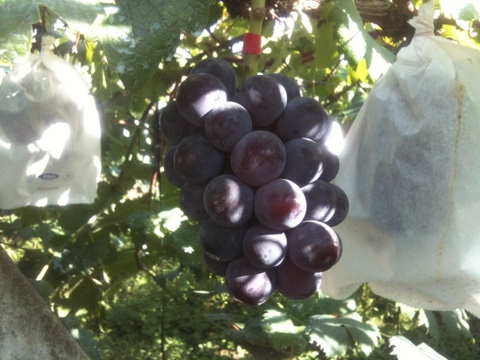 全力で収穫中なのでもうすぐ黒葡萄終わります！色鮮やかな葡萄3種類（黒葡萄、赤葡萄、青葡萄）のセット（1.5kg以上）