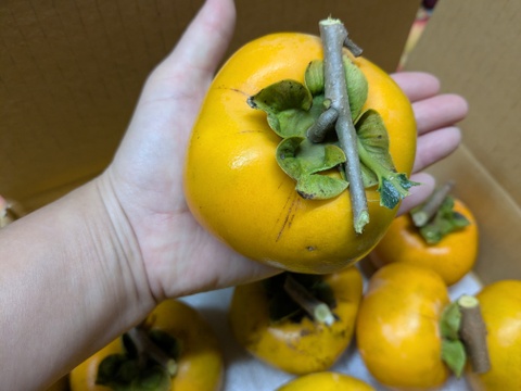 渋柿(干し柿、渋抜き用)２キロ