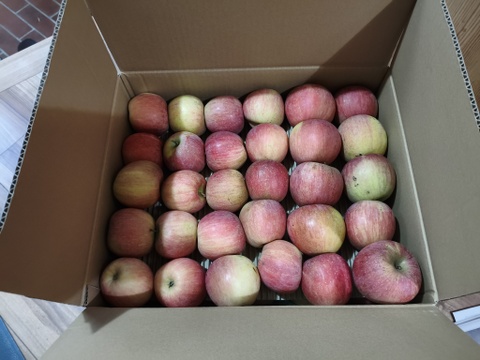 【もうすぐ終了！2026年も宜しくスペシャル！】大人気・旬の今だけ！葉取らずサンふじ10kg以上【ご家庭用・加工用・約50〜80玉入り】