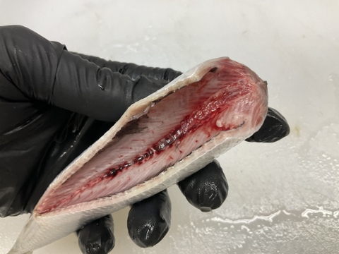 【脂極】凄いわし/突然出現するメタボ鰯/体脂肪質25～35％/4匹×2パック/1kg位【冷凍】