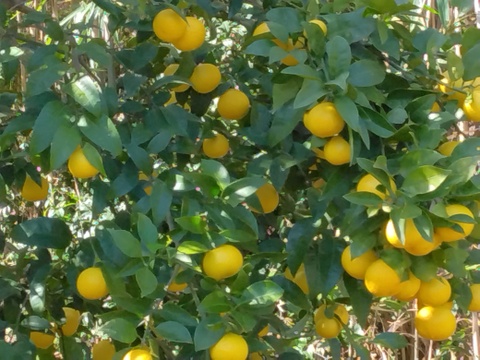 ラストセール　静岡県産　希少柑橘　黄金柑　約3.0㎏