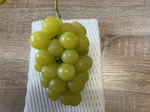 ～予約受付中～「ぶどうグランプリ2025」金賞受賞
 果汁たっぷり！マスカ・サーティーン（ぶどう）1.0～1.2kg