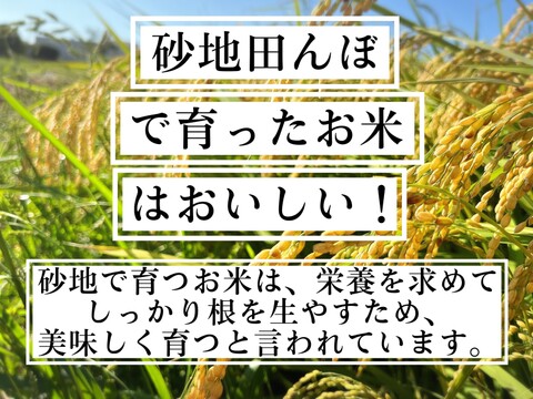 【令和7年新米】【白米】 『虹のきらめき10kg』新品種！おにぎりやお弁当にも最適！後をひく甘さともっちり感が抜群！