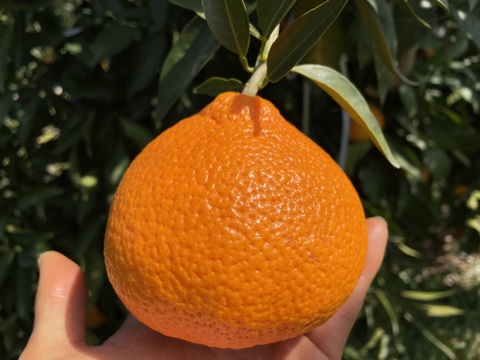 ぷるぷるのプリンセス４８。(愛媛果試第４８号)