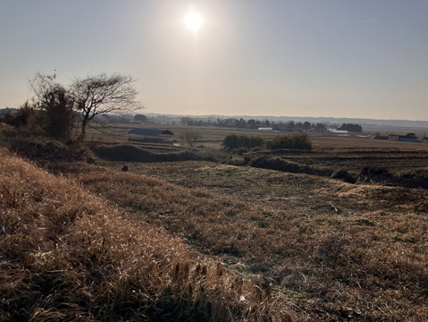 【天然物は香りが違う！！】春一番の贈り物　ほろ苦さがたまらない 天然ふきのとう