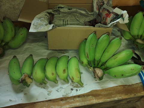 もちもち食感！！西表もちっこバナナ1.5ｋｇ