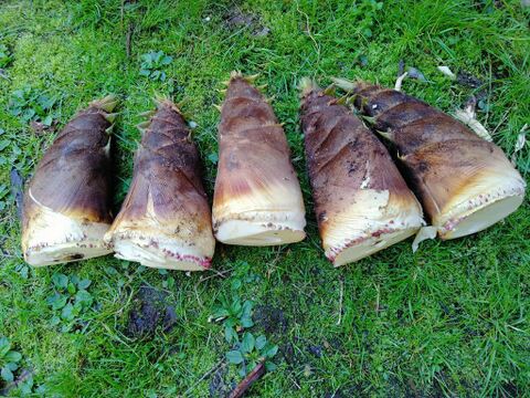 朝掘り！無肥料自然栽培　兵庫県産タケノコ５kg