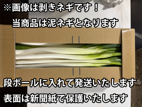 【消費者応援!】泥付き白ネギ 約5.5kg 千葉県東金市産 長ねぎ 葱