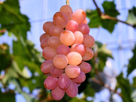 【ヌーベルローズ3房/750g以上】