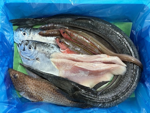 【珍しい魚や未利用魚メイン】鮮魚ボックス2~3kg※発泡スチロール箱（６～７月限定）