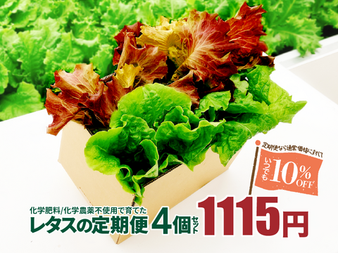 新鮮採れたて！化学肥料/化学農薬不使用だから安心して食べられる！レタスの定期便 4個セット