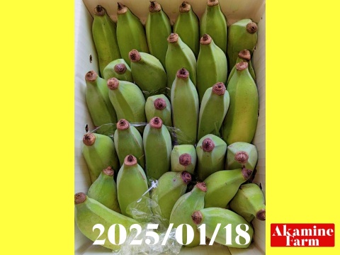 数量限定です！貴重『アップルバナナ』約2kg