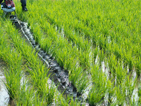 【令和7年新米】新潟県保内産コシヒカリ 1.8kg