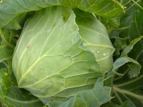 名残の夏野菜＆秋の旬野菜おまかせ7品（季節のセットS）