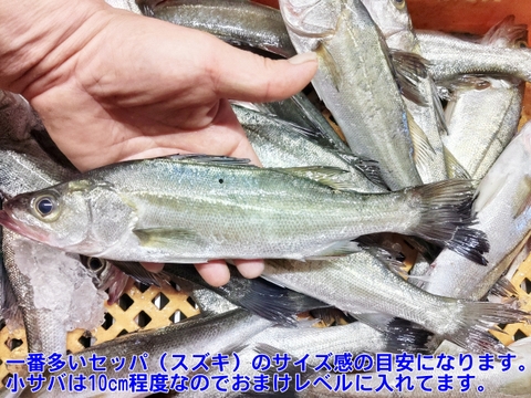 【新商品 レビュー溜まるまで30％OFF中】鮮魚セット ４ｋｇ入 魚介セット 小魚 未利用魚 低利用魚 定置網 刺身 刺し身焼き魚 煮魚 お魚詰め合わせ セッパ カマス コノシロ イシモチ等 丸ごと