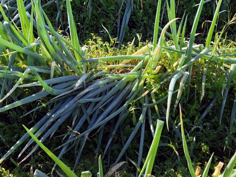 【強風被害50％OFF】【農薬・化学肥料不使用栽培】青森県産　たおれネギ　2ｋｇ（太さ不揃い約20本）