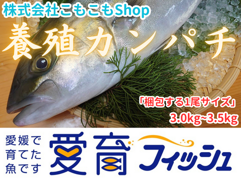 【日持ちしてお勧めです、刺身はピカイチ！】朝どれ鮮魚『養殖カンパチ』神経〆付