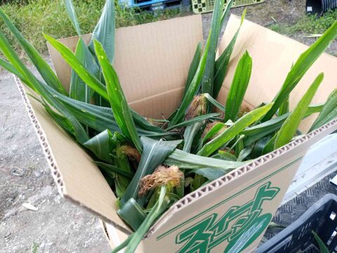 厳選品、ご自宅用にもご贈答用にも！　北海道産ピュアホワイト１２本（５㎏以上）