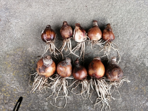 日本水仙の球根