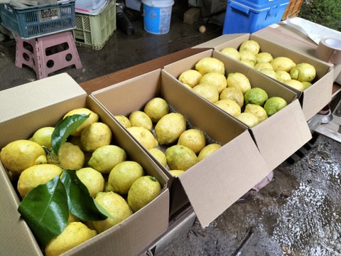 【訳あり】広島県産「これが夏レモン」《約18〜20個入》4kg以上