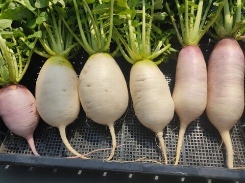 ✨【採れたて葉付き】食卓を彩る「旬のミニ大根」お任せ2〜3種セット｜採れたて直送！農薬・化成肥料不使用✨