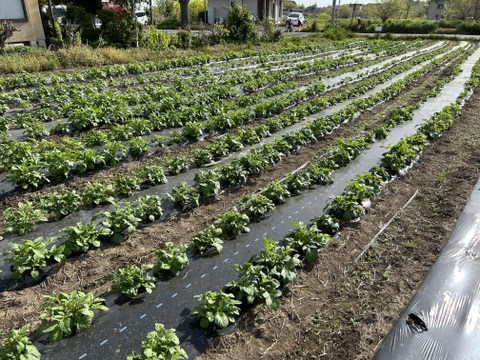 初収穫 寄居発 華麗じゃが芋 5kg しっとり品種