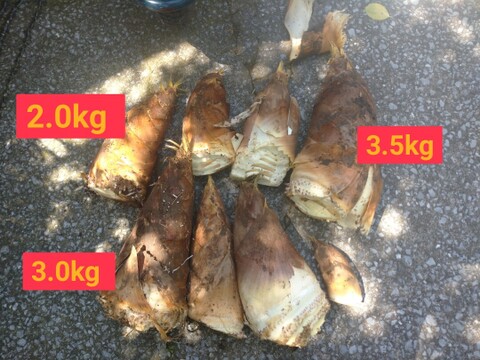 孟宗竹の筍 8Kg 宮崎県 産地直送 農薬、肥料は一切つかわず、自然栽培 タケノコ たけのこ
