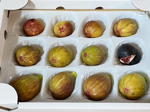 珍しいイチジク詰め合わせ　■バナーネ・ビオレソリエス・姫蓬莱■　600ｇ　甘くておいしい極上の美味しさ　農薬・化学肥料不使用　専用箱でお届けします