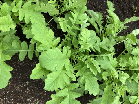 富士山麓の湧水育ち、おまかせ野菜セット