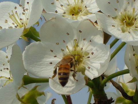 幸せな味わい「幸水梨のご予約　ご好評販売中　長野県産　訳あり　家庭用3キロコース