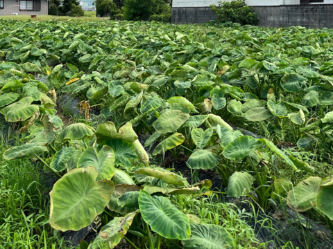 掘りたて直送❗愛媛県産 純白の里芋（さといも） 4.5㎏