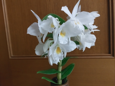 【初回限定BOX】夏の蘭 鉢花＋切り花セット