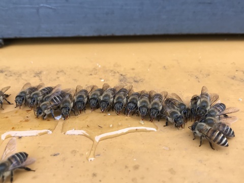 美味しさに感動】日本蜜蜂の生ハチミツ220g×3個 （熟成蜜2個＆フロー ...