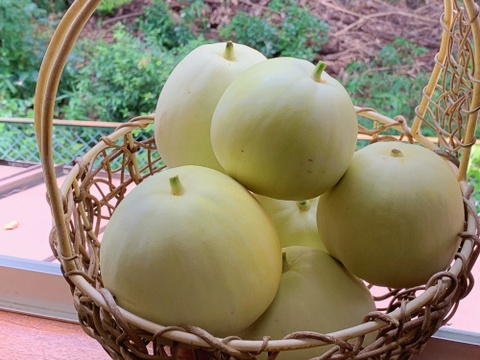 【自然栽培】固定種 みずほニューメロン 2kg以上★農薬・肥料不使用｜昔懐かしメロン