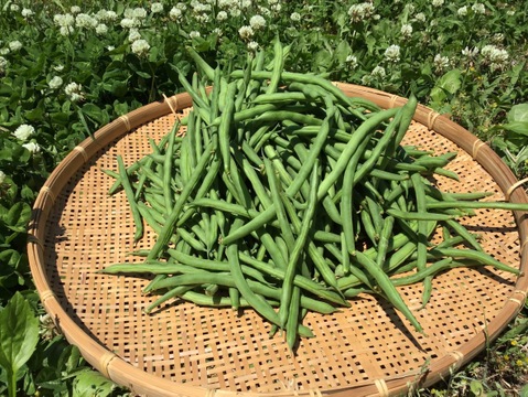 今が旬！シャキポリ♪ さやいんげん５kg🌱農薬・化学肥料不使用で安心！Bush beans