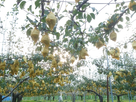 たかはし果樹園謹製 高級西洋梨「ル・レクチェ」青秀品 小玉 約2kg