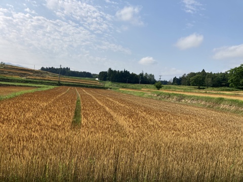 茹で汁も美味しい！ナンブコムギ全粒粉『丸麺』２００g
