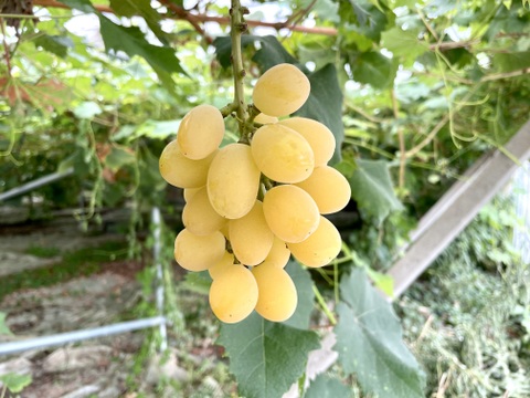 熟度いろいろシャインと、赤緑系ぶどうバラエティパック♪