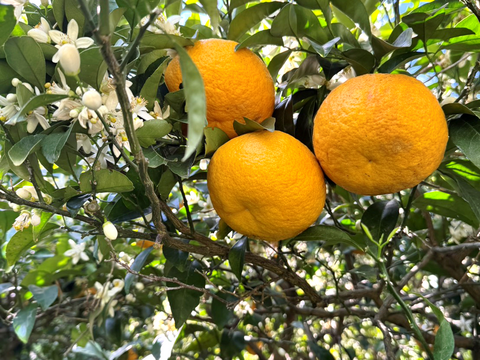 初夏の甘酸っぱさ🍊甘夏【家庭用・サイズ混合・10kg箱】