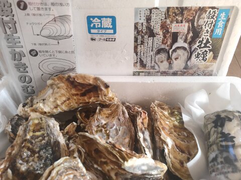 【期間限定10％値引き販売中】剥き身セット🚚2.3kg 生牡蠣🦪生食用むき身300g+殻付き牡蠣普通サイズ ２kg（目安12-32個）松島牡蠣屋 C