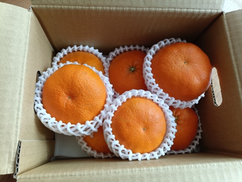 【秀品】甘平 2kg ギッシリ果肉のシャキシャキ食感♡愛媛限定高級柑橘♫愛媛みかん！！【冬ギフト】